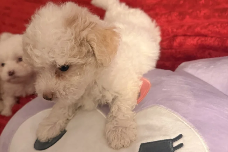 Bichon Frise