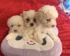 Bichon Frise