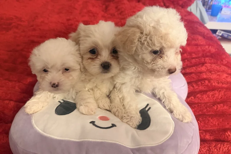 Bichon Frise