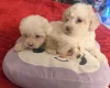 Bichon Frise