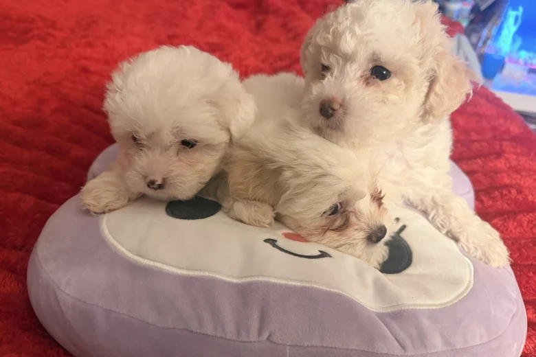 Bichon Frise