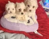 Bichon Frise
