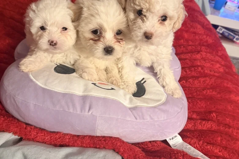Bichon Frise