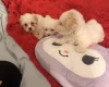 Bichon Frise