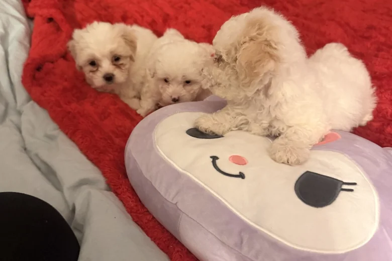 Bichon Frise