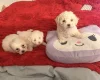 Bichon Frise