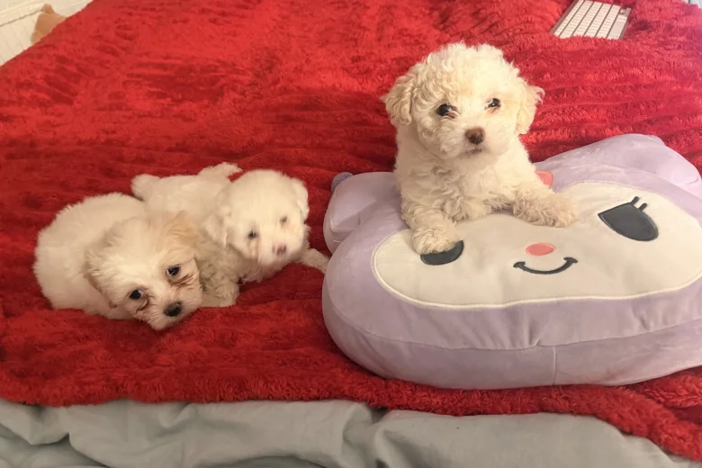 Bichon Frise