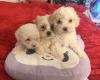 Bichon Frise