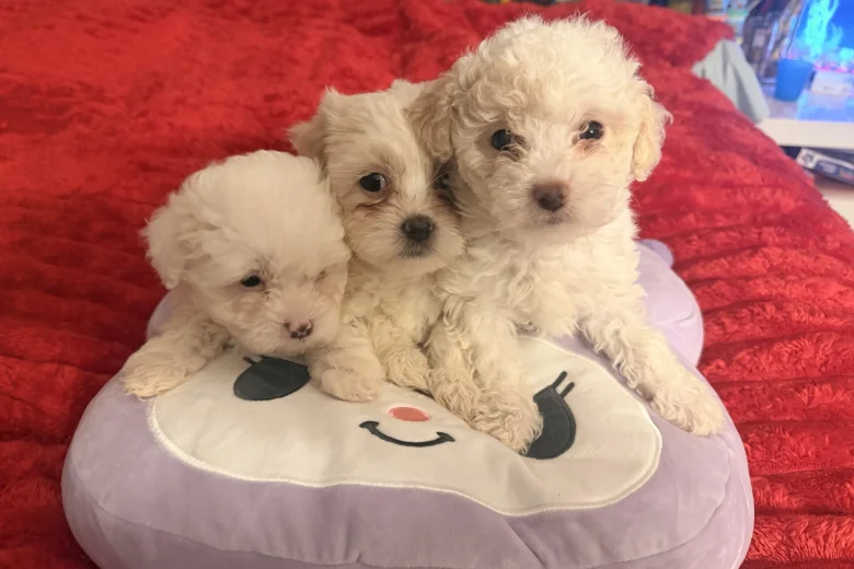 Bichon Frise