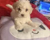 Bichon Frise