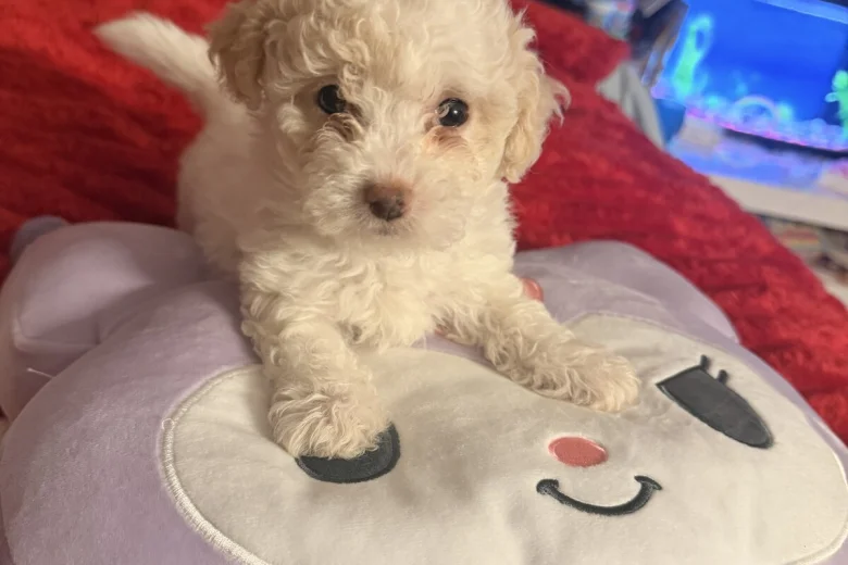 Bichon Frise