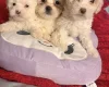 Bichon Frise