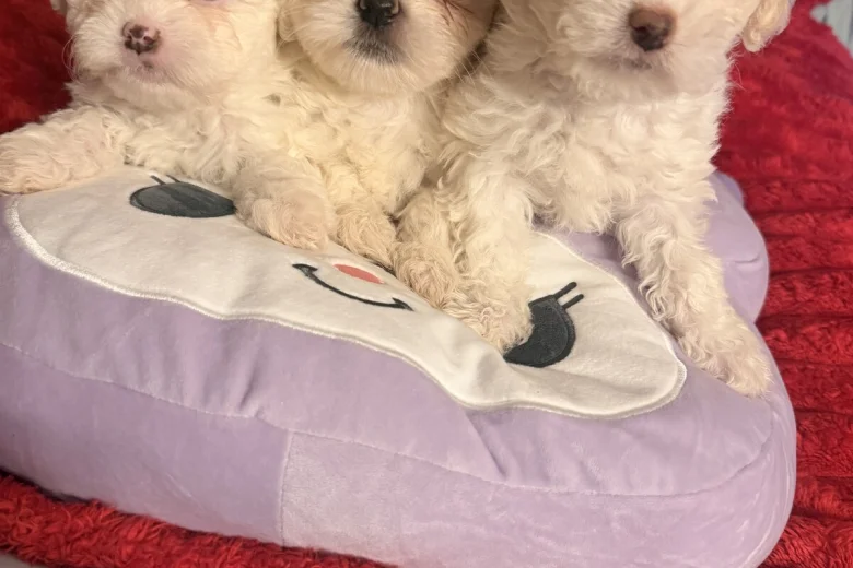 Bichon Frise