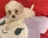 Bichon Frise