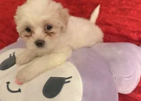 Puppy 3