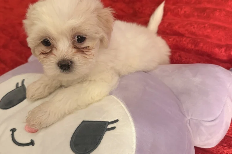 Bichon Frise