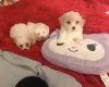 Bichon Frise