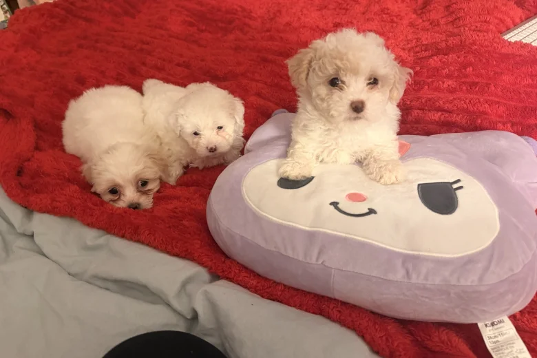 Bichon Frise