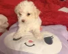 Bichon Frise