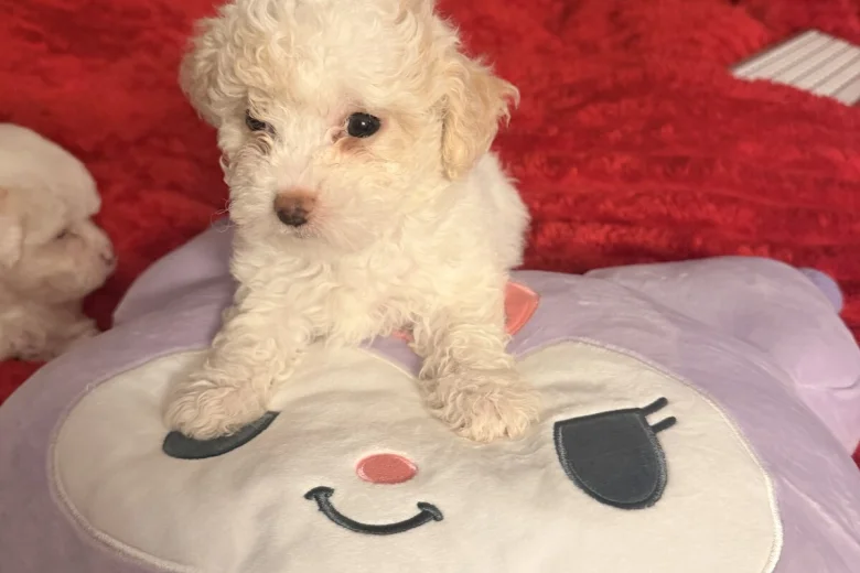 Bichon Frise