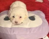 Bichon Frise