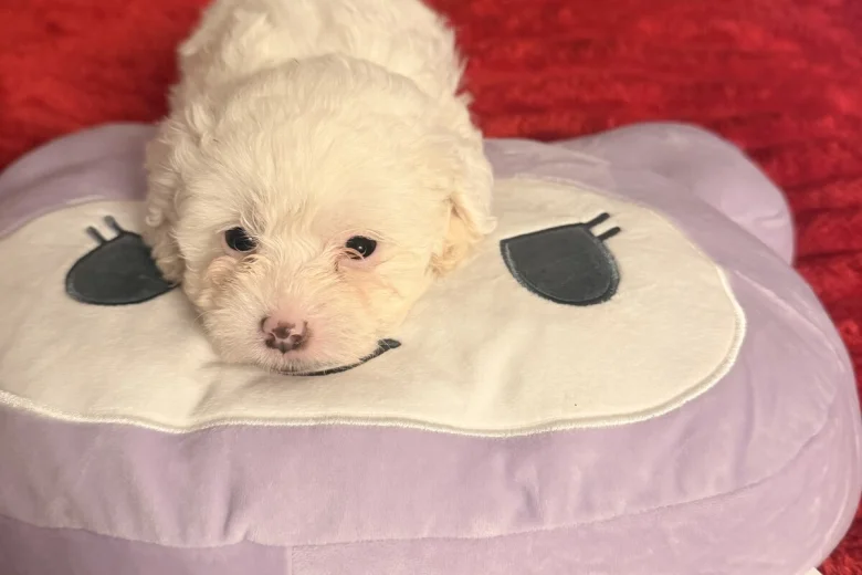 Bichon Frise