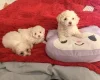 Bichon Frise