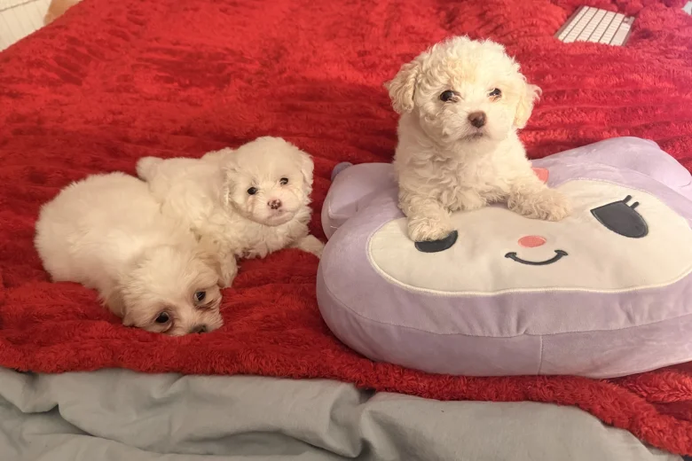 Bichon Frise