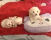 Bichon Frise