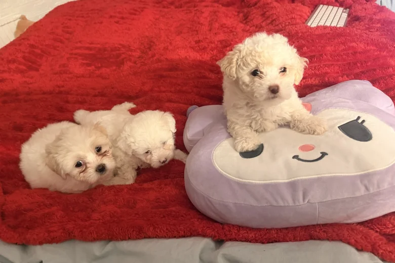 Bichon Frise