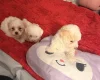 Bichon Frise