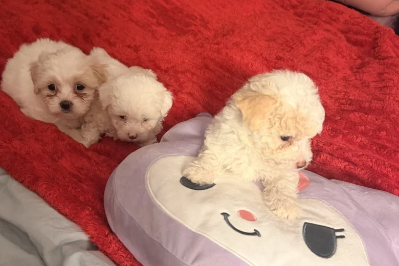 Bichon Frise
