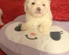 Bichon Frise