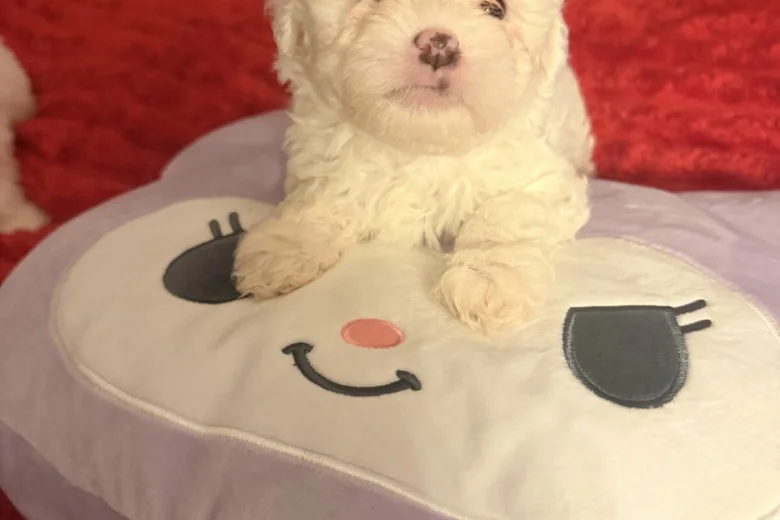 Bichon Frise