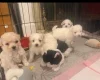 Bichon Frise