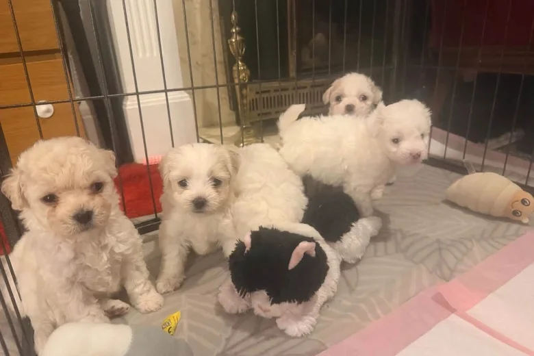 Bichon Frise