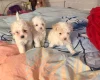 Bichon Frise