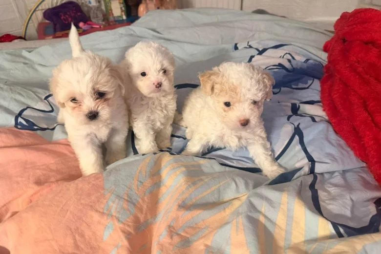 Bichon Frise