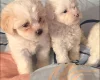 Bichon Frise