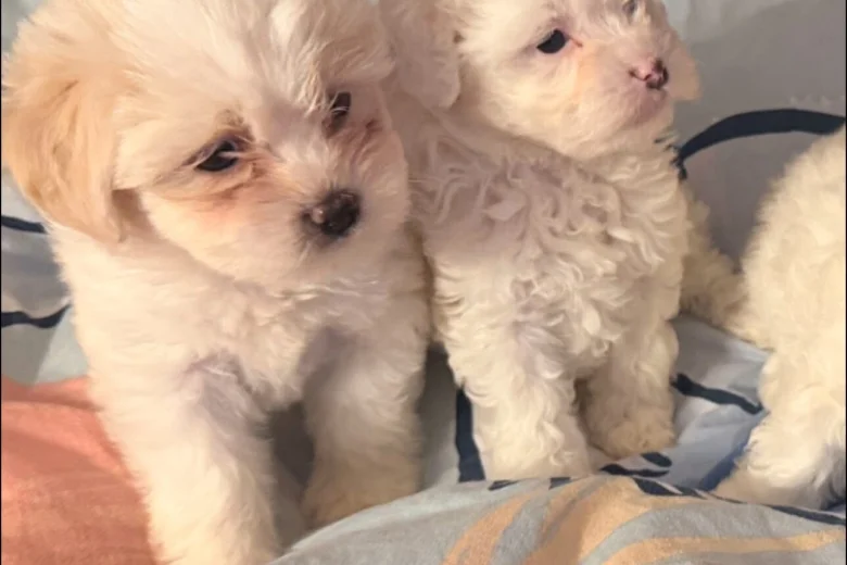 Bichon Frise