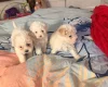 Bichon Frise