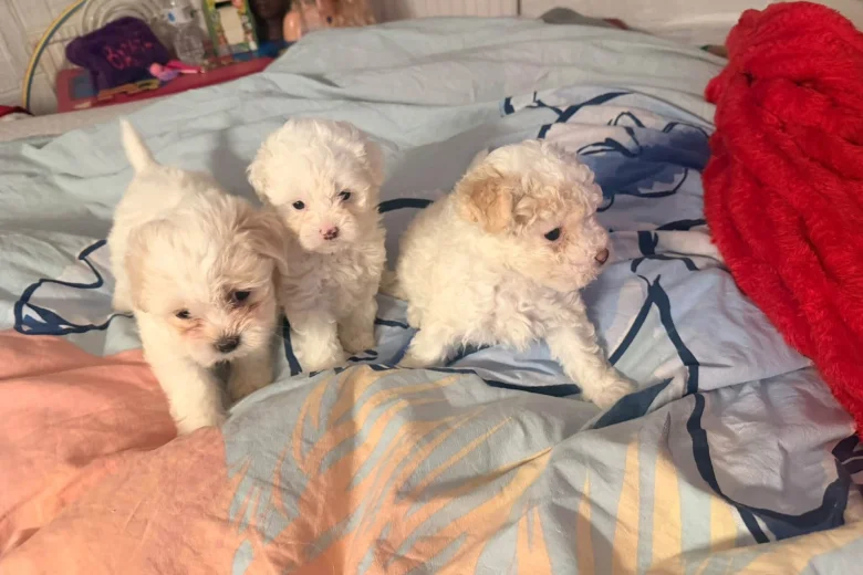 Bichon Frise