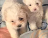 Bichon Frise