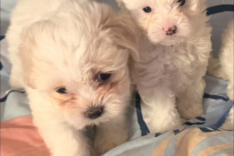 Bichon Frise