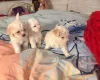 Bichon Frise