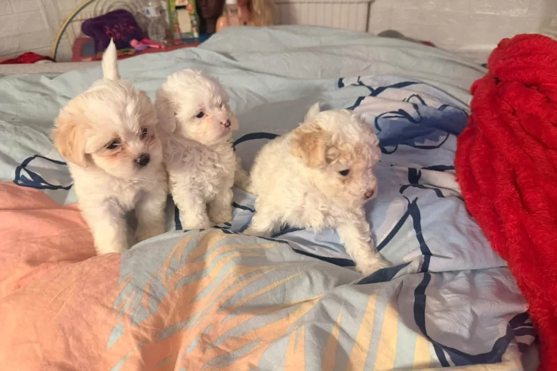 Bichon Frise