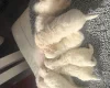 Bichon Frise