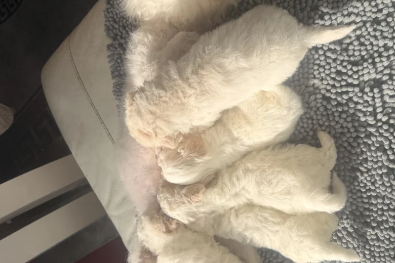 Bichon Frise