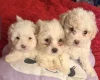 Bichon Frise