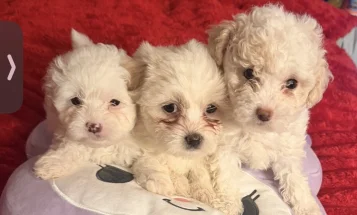 Bichon Frise
